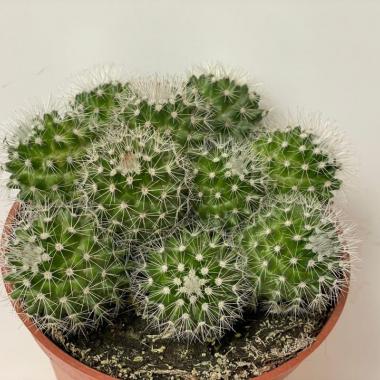 Mammillaria ernestii albispina